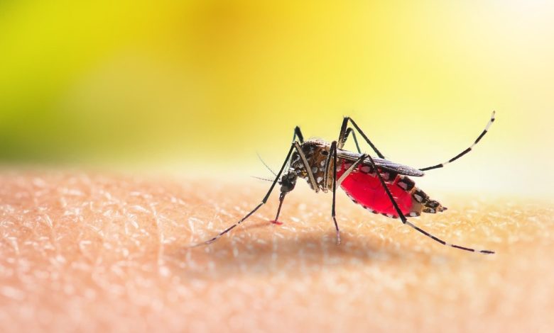 sivrisinek-kasintisindan-nasil-kurlutalabiliriz